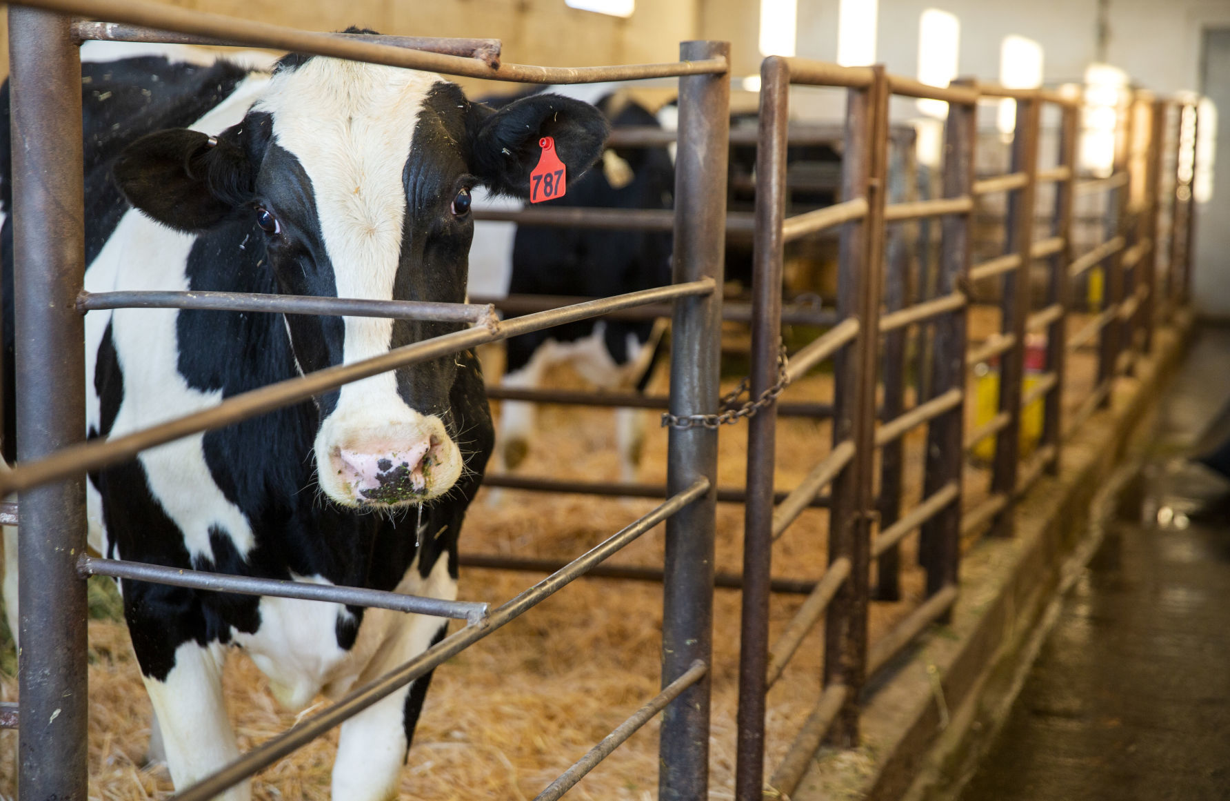 Dairy farm